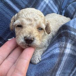 Chewy - Apricot male Maltipoo puppy in Alexander, Arkansas from Durham's Designer Poos