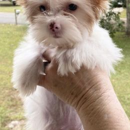 Poodles from Poodles by CNC