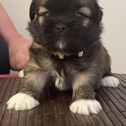 Boy 3  Yellow - Brown male Lhasa Apso puppy in Palm Bay, Florida from Lhasa Apso Doggy Stylez Fl
