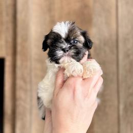 Boy 2 - Sable and white male Shih Tzu puppy in Seguin, Texas from Dolled Up Shih Tzus