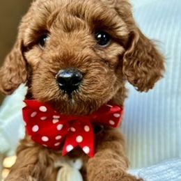 Goldendoodle Puppies from Loving Doodles