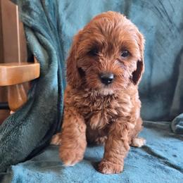 Girl 1 - Red female Cavapoo puppy in Knoxville, Tennessee from Shannan's Cavapoos