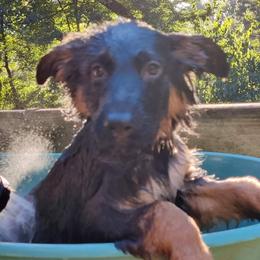 German Shepherd Puppies from It Must Be Kismet Kennels (IMBKK)