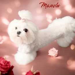 Mandu - Maltese