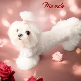 Mandu - Maltese