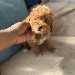 Harmony - Red  female Poodle puppy in Kissimmee, Florida from Unique Poodles
