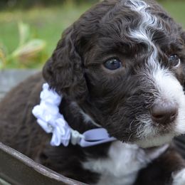 White - Female (Cinnamon)) - Brown and white Sheepadoodle puppy in Hollywood, South Carolina from Pam’s Sheepadoodle’s