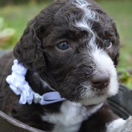 White - Female (Cinnamon)) - Brown and white Sheepadoodle puppy in Hollywood, South Carolina from Pam’s Sheepadoodle’s