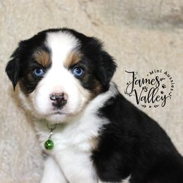Lainey Girl - Black tri Miniature Australian Shepherd puppy in Missouri from James Valley Aussies