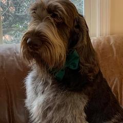 Mycroft - Spinone Italiano