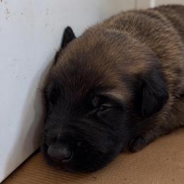 Dark Girl (reserved - next litter Oct) - Red sable female Belgian Malinois puppy in Dallas, Texas from Kaizen Ruach Malinois