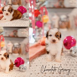 Chocolate Gravy - Sable male Aussiedoodle puppy in Inman, South Carolina from Dark Corner Doodles