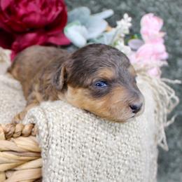 Birdie- F1B Mini AussieDoodle Girl in NC- Red Merle Phantom - Red phantom female Aussiedoodle puppy in Stokesdale, North Carolina from His and Hers Poodles and Doodles