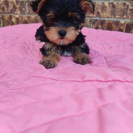 Mr. Blue - Chocolate, tan and white male Yorkshire Terrier puppy in Woodway, Texas from The Yorkie Empire