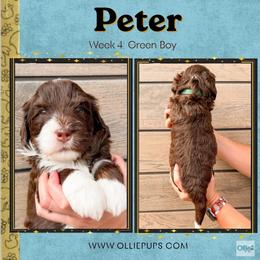 Peter (Green boy) - Tri-color male Bernedoodle puppy in Boiling Springs, South Carolina from OlliePups, LLC