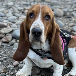 Queenie - Basset Hound