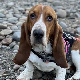 Queenie - Basset Hound