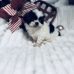 AKC Kimmie - Black and white female Shih Tzu puppy in Elgin, South Carolina from Silver Bells Paw Prints