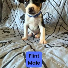 Rat Terrier Puppies from The Puppy Patch Rat Terriers