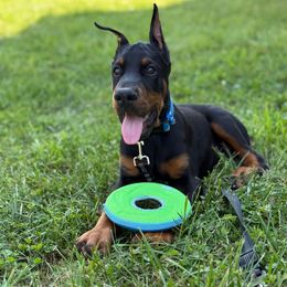 Raphael - Black and rust male Doberman Pinscher puppy in Bruce Township, Michigan from Eminent Dobermans