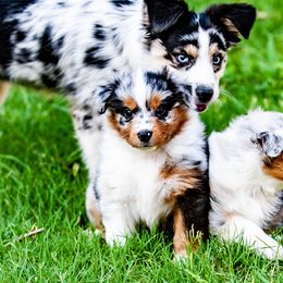 Miniature Australian Shepherd Puppies from Rockin D Mini Aussies