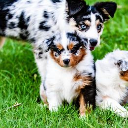 Miniature Australian Shepherd Puppies from Rockin D Mini Aussies