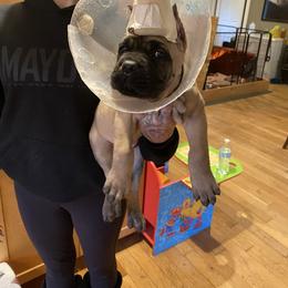 Girl 1 - Gray and fawn female Cane Corso puppy in Olympia, Washington from Grayling Dawn Cane Corso