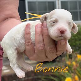 Bonnie - Red roan female Cockapoo puppy in Mocksville, North Carolina from Little Bear Doodles