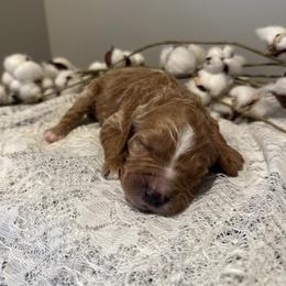 Breve - Red  female Goldendoodle puppy in Taylorsville, North Carolina from Doggone Dixie Doodles