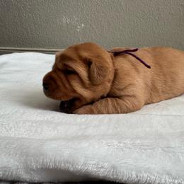 Purple collar - Yellow female Labrador Retriever puppy in Big River, California from Cozy Acres Farm Labradors