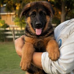 Purple collar - Black and red female German Shepherd puppy in Stockton, California from Zaragoza German Shepherds