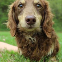 Rooster - Dachshund