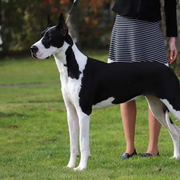 Cardigan Welsh Corgis and Great Danes from McOwen Kennels