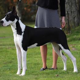 Cardigan Welsh Corgis and Great Danes from McOwen Kennels