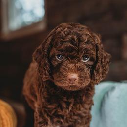 Bernedoodle and Poodle Puppies from Miranda’s Sunshine Poodles and Doodles