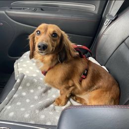 Dachshund Puppies from ForeversEdge Doxies