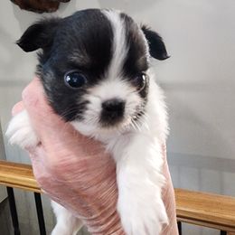 Teara - Black and white female Chihuahua puppy in Tremonten, Utah from Qu-Te's Chihuahuas