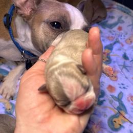 Charu - Blue male Boston Terrier puppy in Monroe, Washington from Nordkyn Boston Terriers
