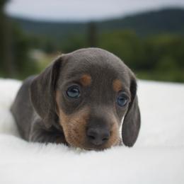 Tom - Blue and tan male Dachshund puppy in Morrow, Ohio from Courtney’s Colorful Doxies