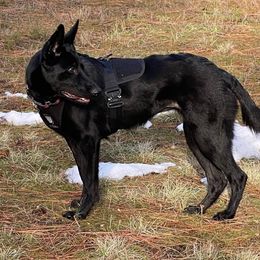 German Shepherds from Coplin German Shepherds