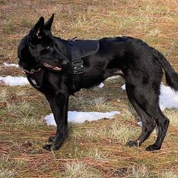 German Shepherds from Coplin German Shepherds