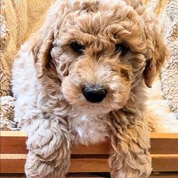 Dino - Cream male Goldendoodle puppy in Casa Grande, Arizona from Curls and Camo Pups