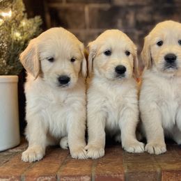 Golden Retrievers from Vale Goldens