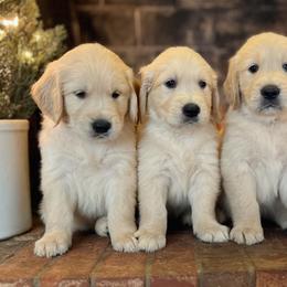 Golden Retrievers from Vale Goldens