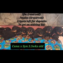 Boy 7 - Black and mahogany male Rottweiler puppy in De Witt, Iowa from Irish Eyes Kennels