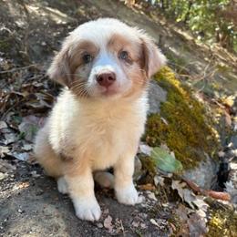 Sadie - Red merle female Australian Shepherd puppy in Grants Pass, Oregon from Carmel Mountain Aussies