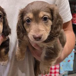 Stanley - Chocolate and cream male Dachshund puppy in Oklahoma City, Oklahoma from OkieDoxieland Dachshunds