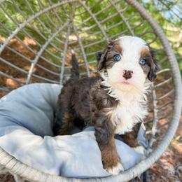 Salvy - Blue merle male Bernedoodle puppy in Wamego, Kansas from Doodles of Oz
