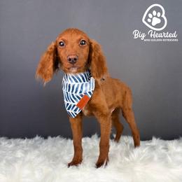 Loot - Red  male Goldendoodle puppy in Utah County, Utah from Big Hearted Breeders