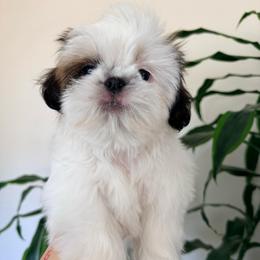 Peanut - Sable and white male Shih Tzu puppy in Northridge, California from Our ShihTzu Family